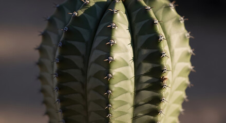 Close up of a green cactus with sharp spines and textured surface.