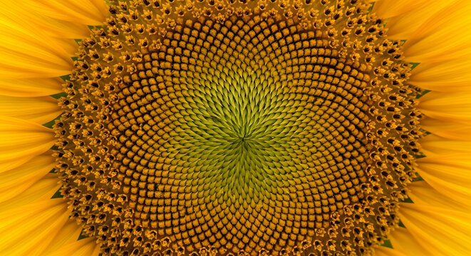 Close-up of a vibrant sunflower head showcasing its intricate spiral patterns and golden petals.