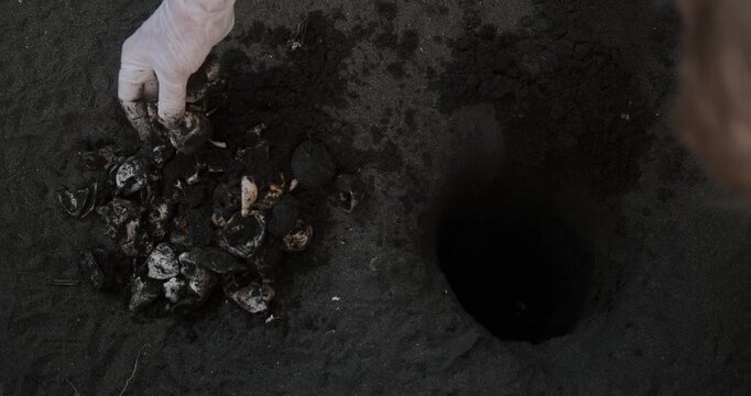 A senior woman with gray hair, volunteer biologist, digs a nest of eggs at a sea turtle rescue center to ensure all the hatchlings have emerged from sand. Sea turtle rescue, environmental protection.