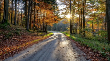 Fototapeta premium Serene Autumn Road Surrounded by Vibrant Forest Colors and Light