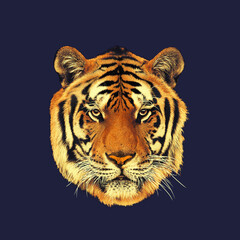 Tiger Face Portrait on Dark Background-Wild Animal Art Design