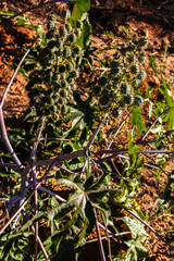 Castor beans plant on field in Brazi ricinus communis seeds and flowers with selective focus