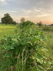 Obraz premium The agriculture in Thailand in winter season