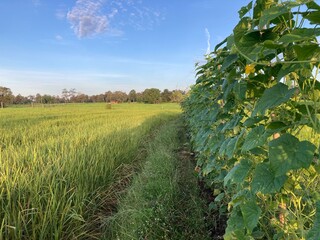 The agriculture in Thailand in winter season