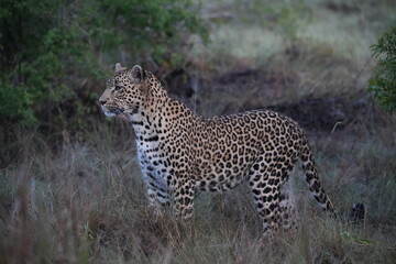 Obraz premium Wild Leopard in the grass