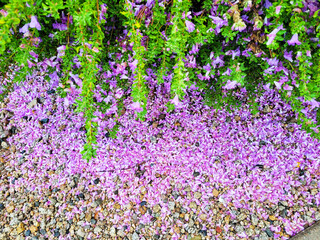 Fototapeta premium Closeup of fallen to the ground flowers of Texas Sage or Texas Rangers Shrub (Leucophyllum frutescens) after heavy rain storm