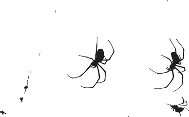 Black Spider Silhouettes on White Background Vector Illustration