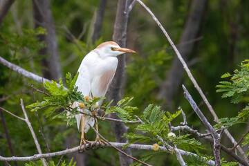 Western Cattle Egret perching in a tree