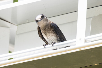 Curious purple Martin 