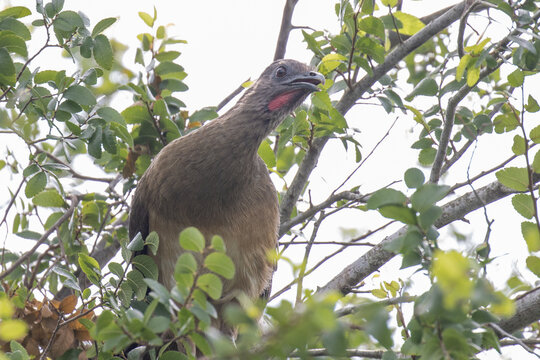 Plain chachalaca in a tree.