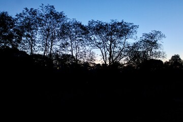 silhouette of a trees  at sunrise 