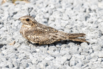 Common nighthawk sitting on gravel