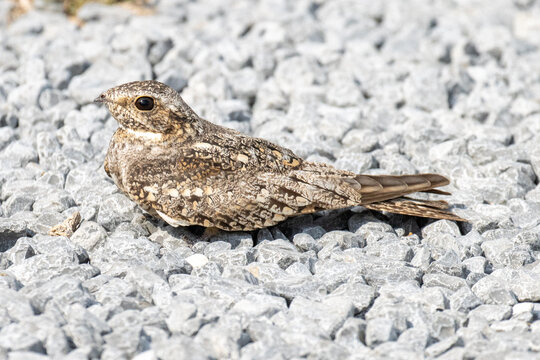 Common nighthawk sitting on gravel