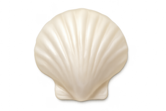 White seashell lying flat on transparent background