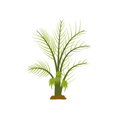 Palm tree. Tropical tree. Hawaii resort nature tree with exotic leaves, coconut, trunk and fruits. Jungle summer plant on paradise, island, resort. Vector illustration