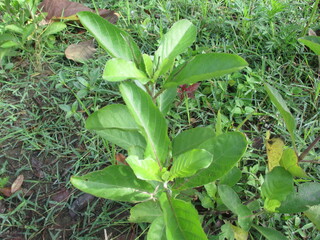 Obraz premium This blue flower plant is usually planted to decorate the terrace of the house