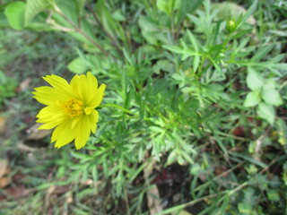 kenikir flowers that bloom in the morning