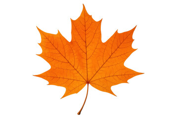 Fototapeta premium Maple leaf displaying vibrant orange color and intricate veins, symbolizing autumn season and changes