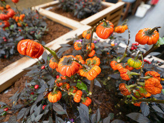 ハロウィンのディスプレイ　ソラナムパンプキン