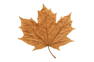 Fototapeta premium Dried maple leaf symbolizing autumn and seasonal change with texture visible on individual brown foliage