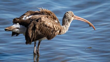White Ibis looking for a meal