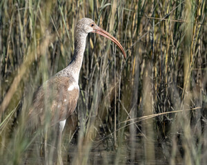 White Ibis looking for a meal