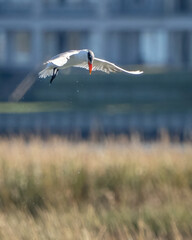 Tern searching for and catching fish