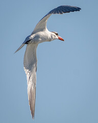Tern searching for and catching fish