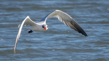 Tern searching for and catching fish