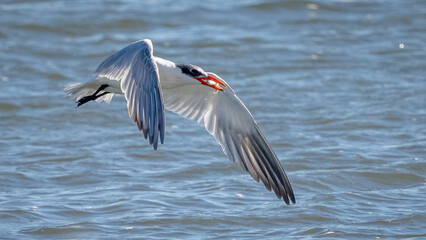 Tern searching for and catching fish