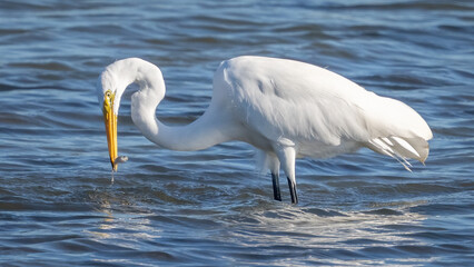 Great Egret searching for a meal