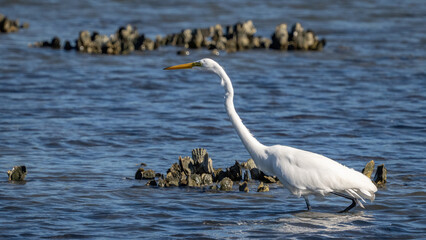 Great Egret searching for a meal