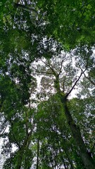 Lush green forest canopy with tall tropical trees viewed from below, sunlight filtering through vibrant leaves, symbolizing nature, tranquility, and eco freshness. Perfect for nature backgrounds.