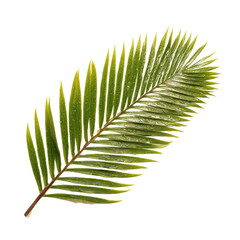 Fototapeta premium Detailed Green Palm Leaf with Yellow Streaks and Visible Veins on Black Background green leaf tropical leaf