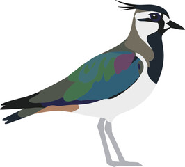 Flat Detailed Northern Lapwing Illustration Bird Animal Wildlife Isolated Image