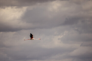 Flamingo flying gracefully under dramatic cloudy sky, wings extended wide in warm light.