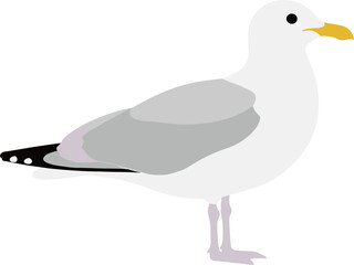 Obraz premium Flat Simple Detailed Seagull Illustration Standing Side View Profile