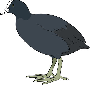 Simple Cartoon Illustration of a Coot Bird Standing on the Ground Wildlife