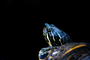 Tartaruga terrestre em movimento lento sobre pedras, sob luz natural &ndash; s&iacute;mbolo de paci&ecirc;ncia e longevidade.