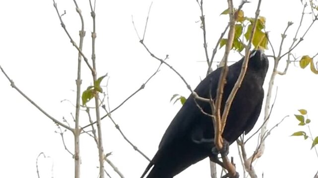 Crow Calling on Leafy Branch Against White Sky
