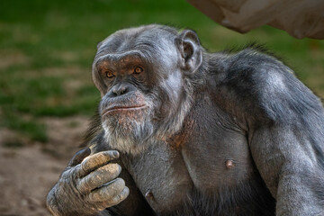 Chimpanz&eacute; pensativo em ambiente natural &mdash; s&iacute;mbolo de intelig&ecirc;ncia e emo&ccedil;&atilde;o animal