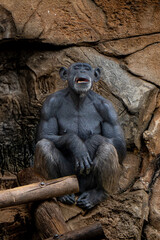 Chimpanz&eacute; pensativo em ambiente natural &mdash; s&iacute;mbolo de intelig&ecirc;ncia e emo&ccedil;&atilde;o animal