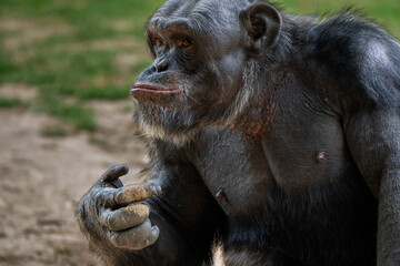 Chimpanzé pensativo em ambiente natural — símbolo de inteligência e emoção animal