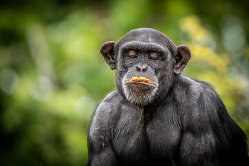Chimpanzé pensativo em ambiente natural — símbolo de inteligência e emoção animal