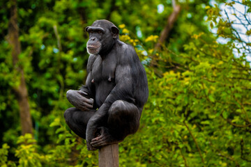 Chimpanzé pensativo em ambiente natural — símbolo de inteligência e emoção animal