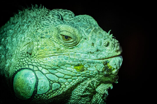 guana verde em pose sobre tronco &mdash; s&iacute;mbolo de calma, adapta&ccedil;&atilde;o e natureza ex&oacute;tica.