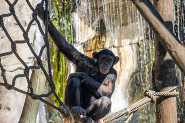 Chimpanz&eacute; pensativo em ambiente natural &mdash; s&iacute;mbolo de intelig&ecirc;ncia e emo&ccedil;&atilde;o animal
