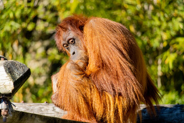 Orangotango adulto em pose serena na floresta tropical &mdash; s&iacute;mbolo de sabedoria e introspe&ccedil;&atilde;o