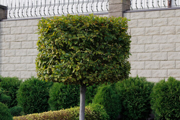  topiary tree in the garden

