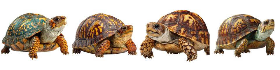 Obraz premium Delightful collection of colorful box turtles, showcasing nature's beauty and diversity in wildlife, perfect for educational materials and conservation efforts